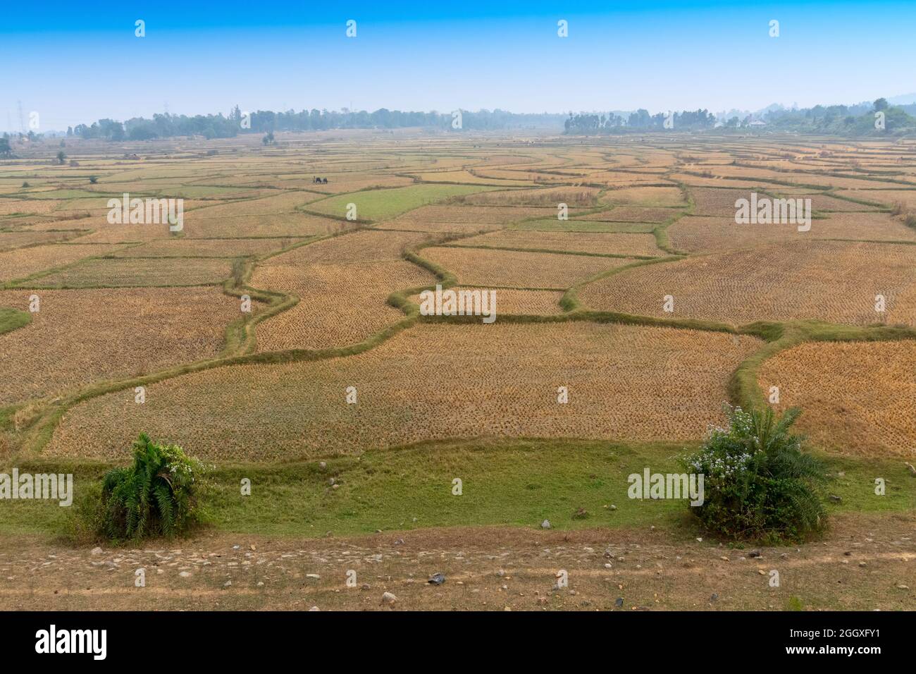Bellezza paesaggistica verde di un campo agricolo rurale nel villaggio indiano con cielo blu - Purulia, Bengala Occidentale, India Foto Stock