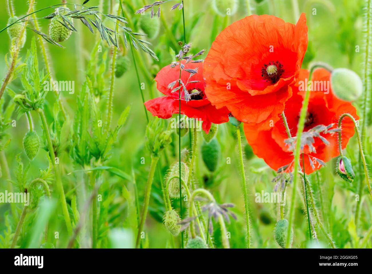 Papavero di campo (papaver roeas), anche conosciuto come Poppy comune, primo piano di un gruppo di fiori che crescono attraverso l'erba con le gemme di altri papaveri. Foto Stock