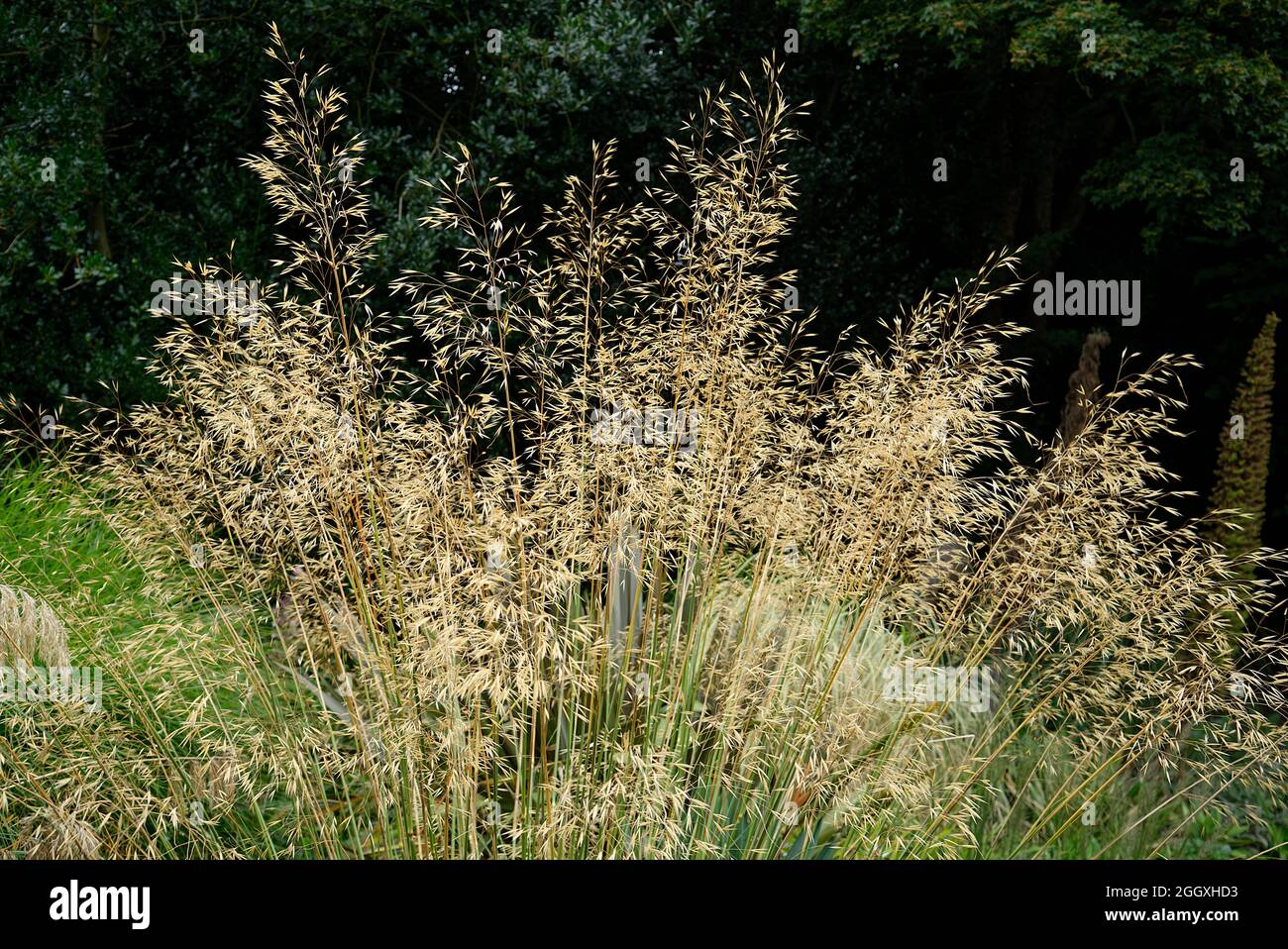 Le erbe in un orto Foto Stock