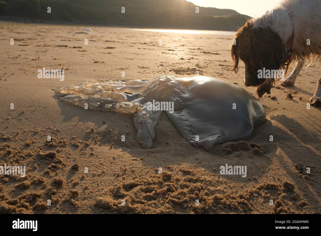 Gower, Swansea, Regno Unito. 3 settembre 2021. UK tempo: Grande gelatina di pesce litter la spiaggia come la marea li lascia alti e asciutti in una bella serata soleggiata e calda a Broughton Bay sulla penisola di Gower. Credit: Gareth Llewelyn/Alamy Live News Foto Stock
