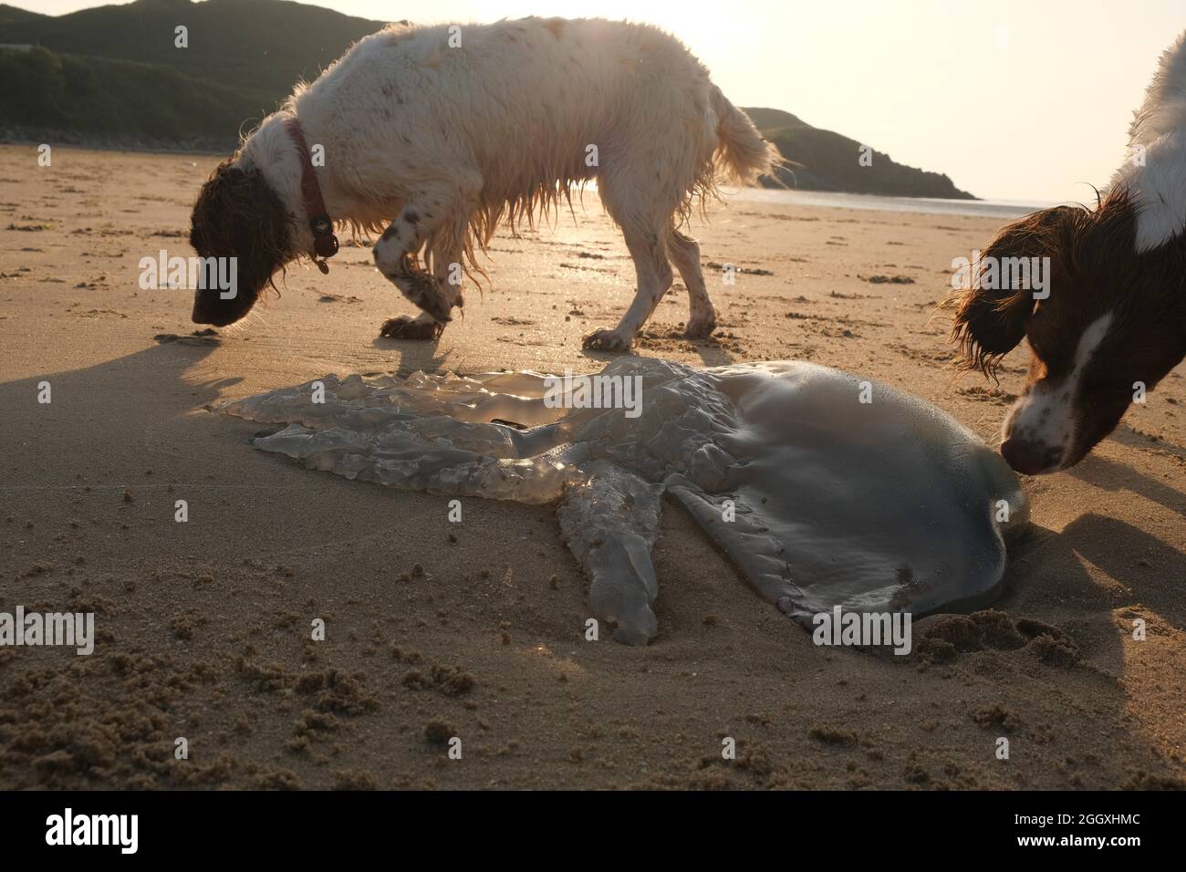 Gower, Swansea, Regno Unito. 3 settembre 2021. UK tempo: Grande gelatina di pesce litter la spiaggia come la marea li lascia alti e asciutti in una bella serata soleggiata e calda a Broughton Bay sulla penisola di Gower. Credit: Gareth Llewelyn/Alamy Live News Foto Stock