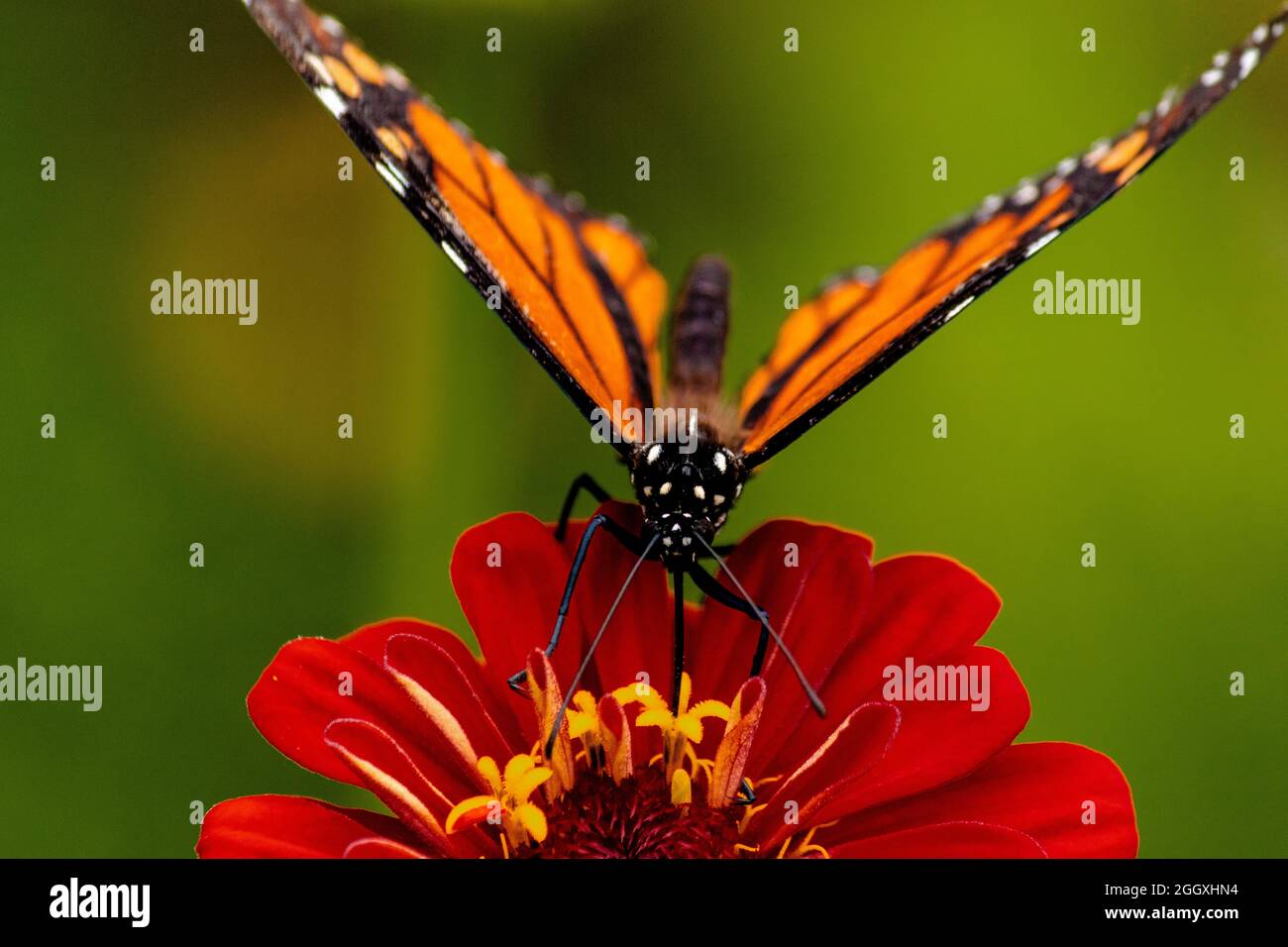 Una farfalla monarca che alimenta una zinnia. Foto Stock