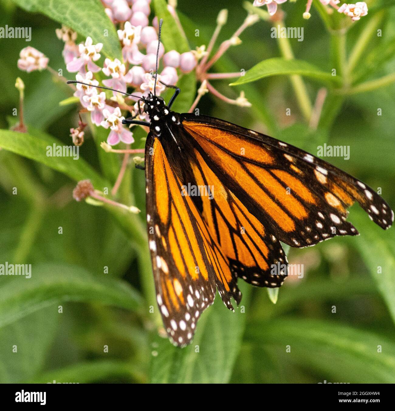 Farfalla Monarch che si alimenta su una palude munghie pianta. Foto Stock