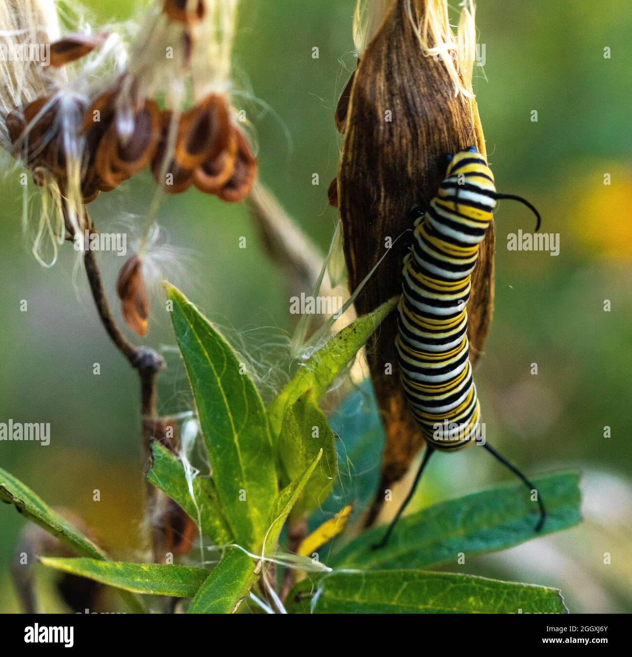 Un bruco monarca che mangia alghe. Foto Stock