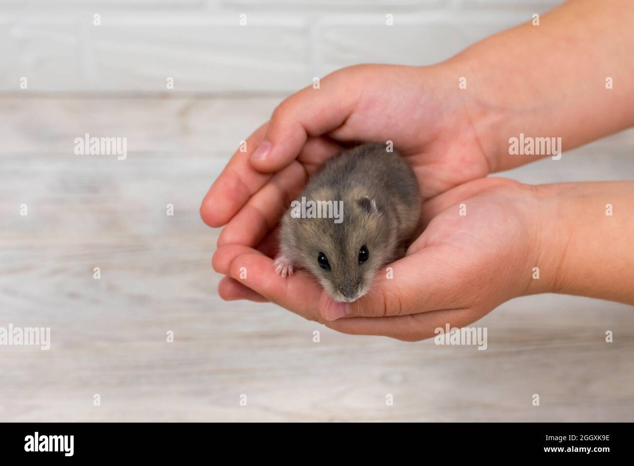 Piccolo criceto Dzungariano nelle braccia dei bambini Foto Stock