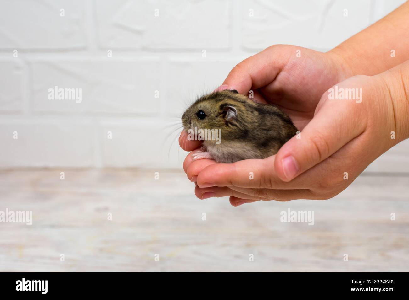 Piccolo criceto Dzungariano nelle braccia dei bambini Foto Stock