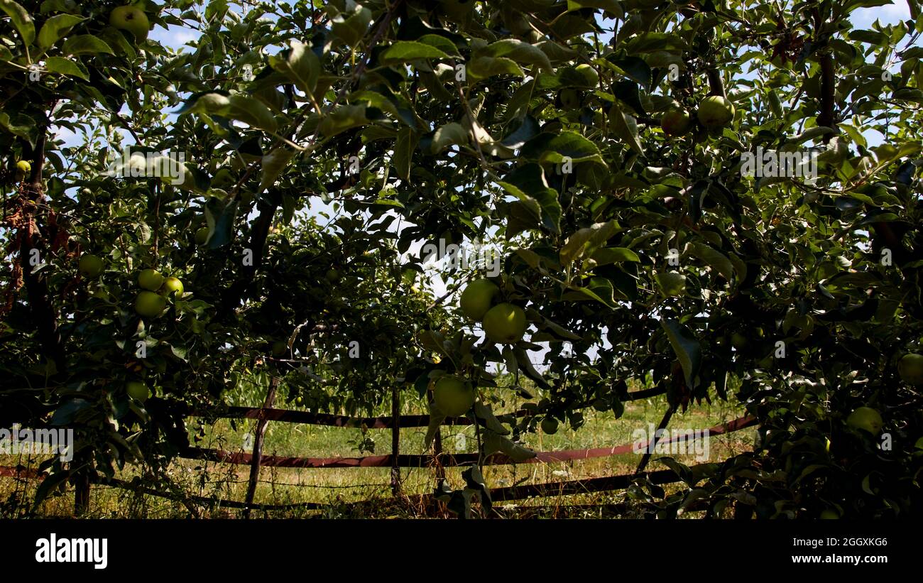 Sotto la vista dei rami di mela Foto Stock