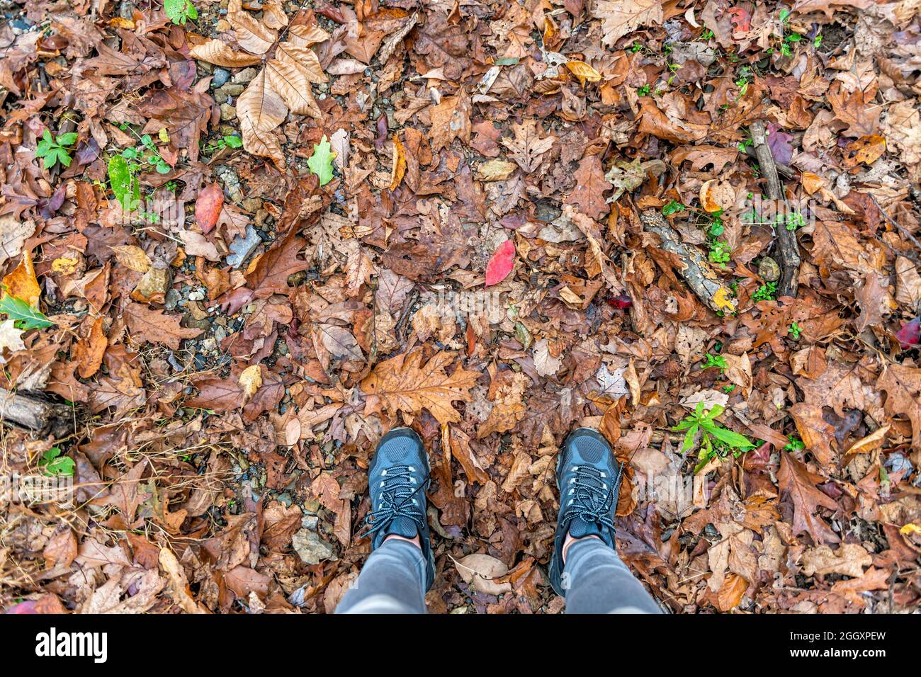 Guardando verso il basso la vista alle scarpe da autunno marrone arancione molte foglie sul terreno femmina donna piedi piano vista superiore in Virginia Foto Stock