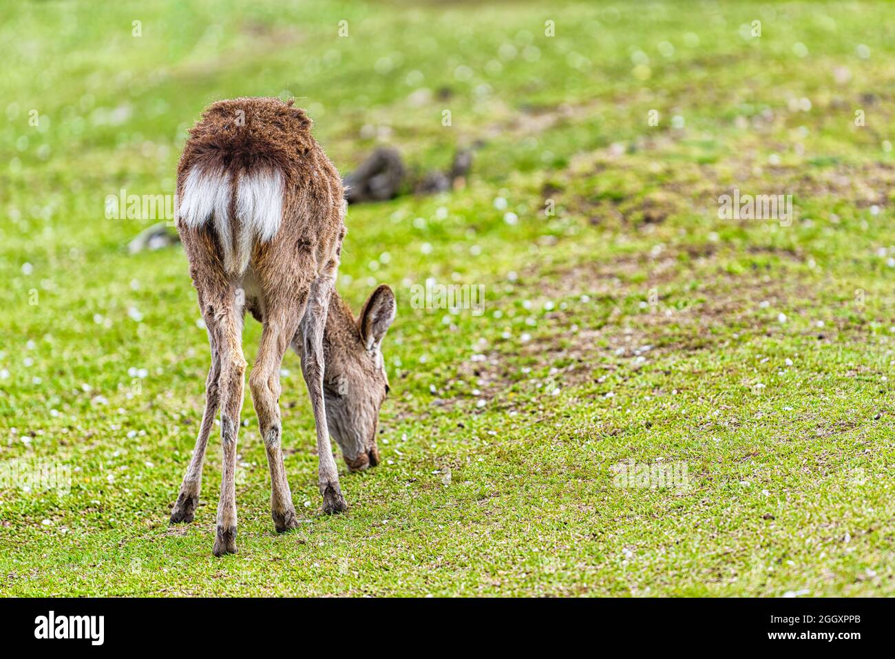 Nara, parco cittadino giapponese con dorso di un cervo in primavera pascolo mangiare erba verde isolato contro prato verde con petali sakura caduto a gemma Foto Stock