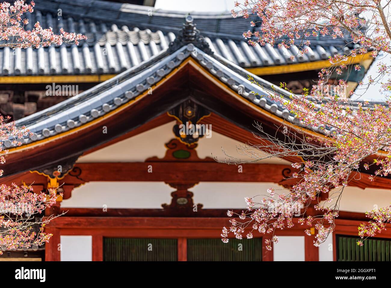 Todaiji tempio a Nara, Giappone città in primavera con fiore di ciliegio sakura fiori incorniciatura architettura tetto tegole pagoda e colore rosso Foto Stock