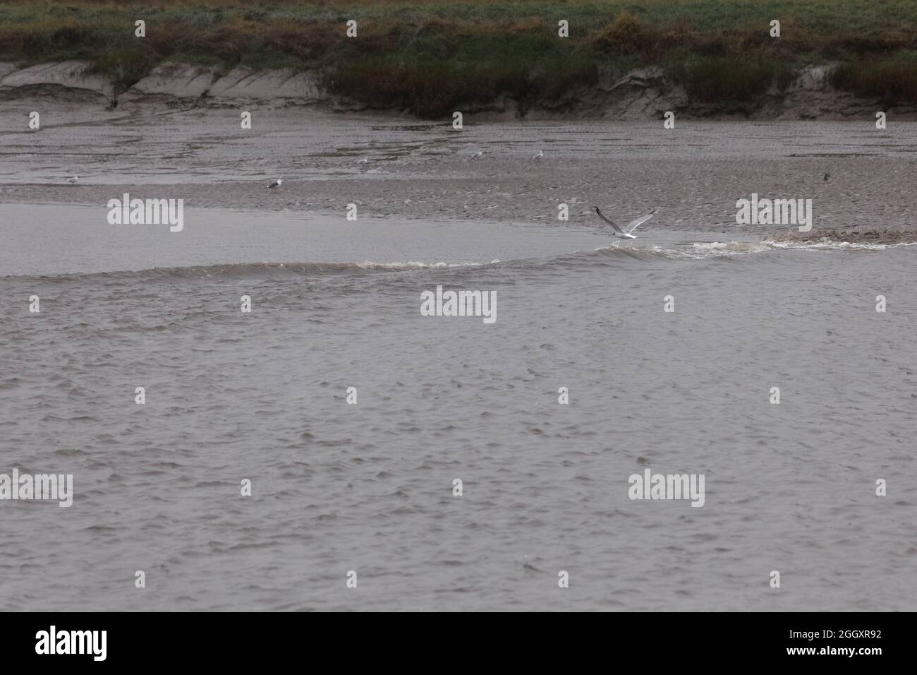 I gabbiani prendono il volo davanti al Mersey Tidal Bore mentre passa il Fiddler's Ferry vicino a Warrington Foto Stock