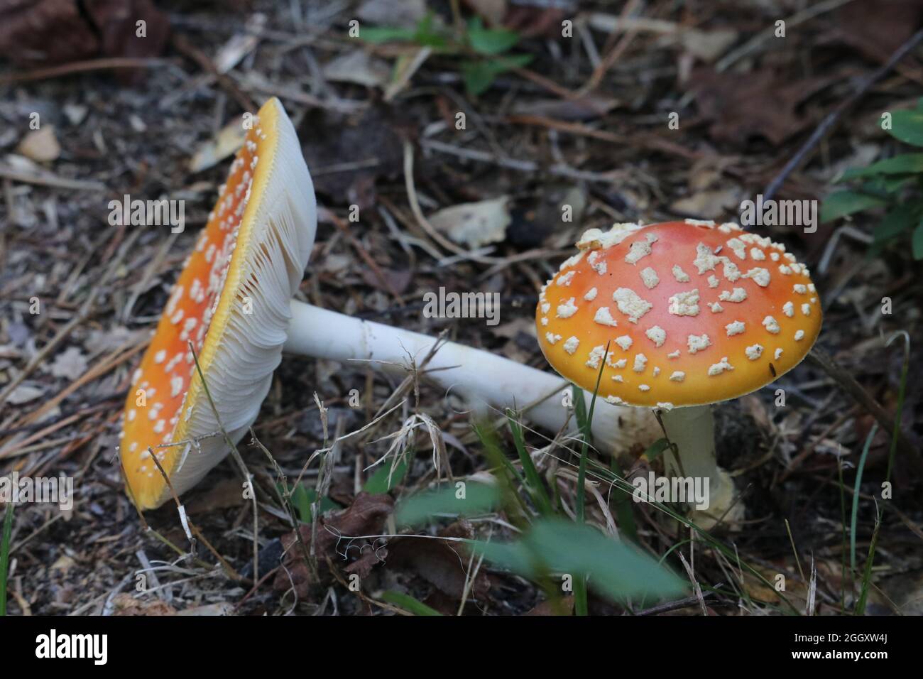 Due funghi crescono in una foresta, uno sano e l'altro rotto e deposto a terra. Foto Stock