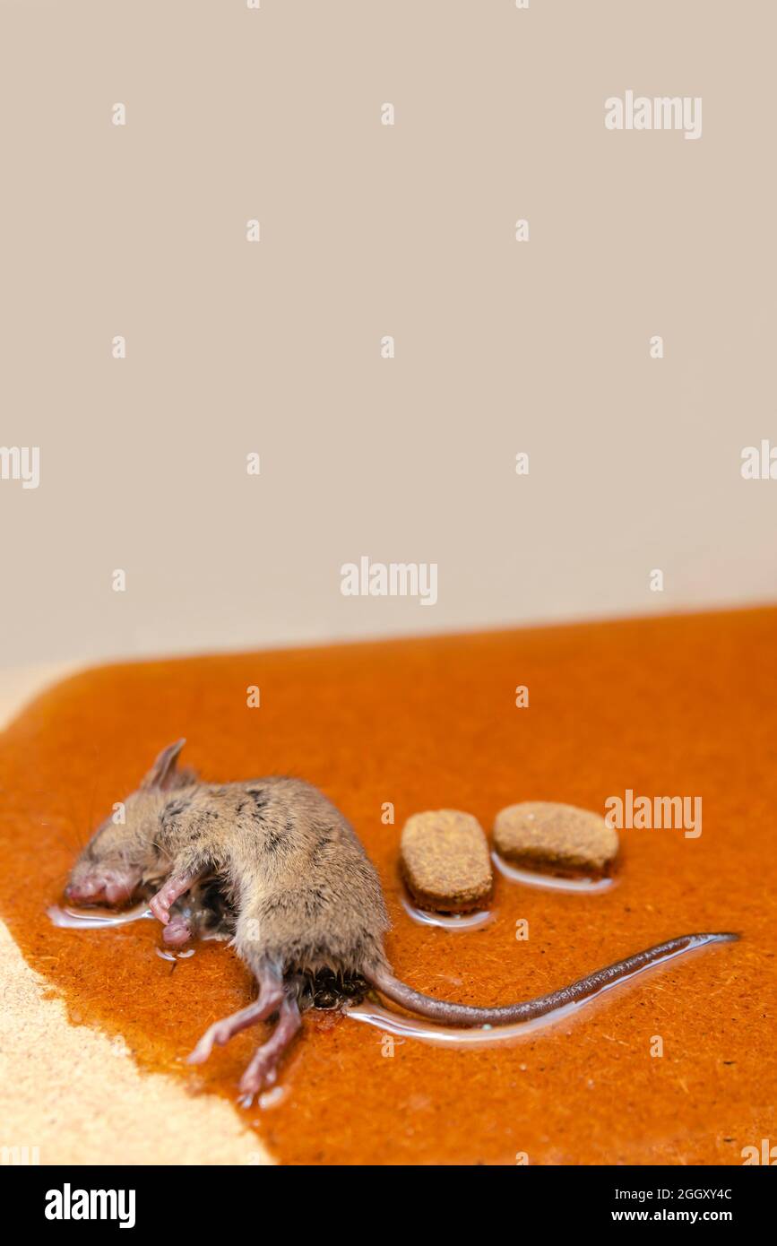 Un topo o un ratto è catturato in una trappola di colla con biscotti come  esca. Colla per la cattura di roditori o piccoli parassiti Foto stock -  Alamy
