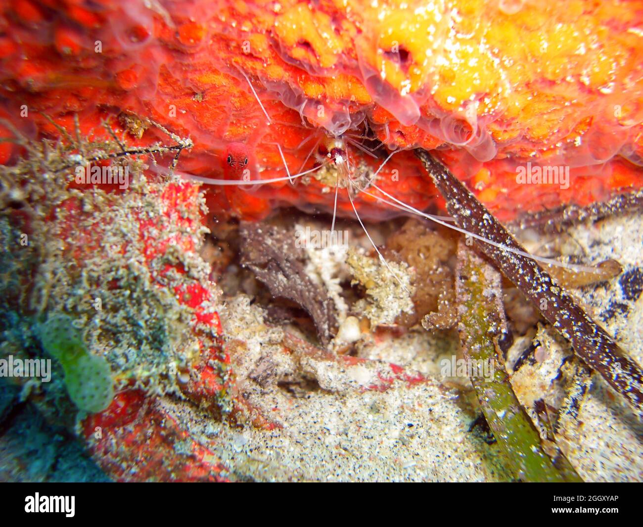 Anemone Shrimp a terra nel mare filippino 13.1.2012 Foto Stock