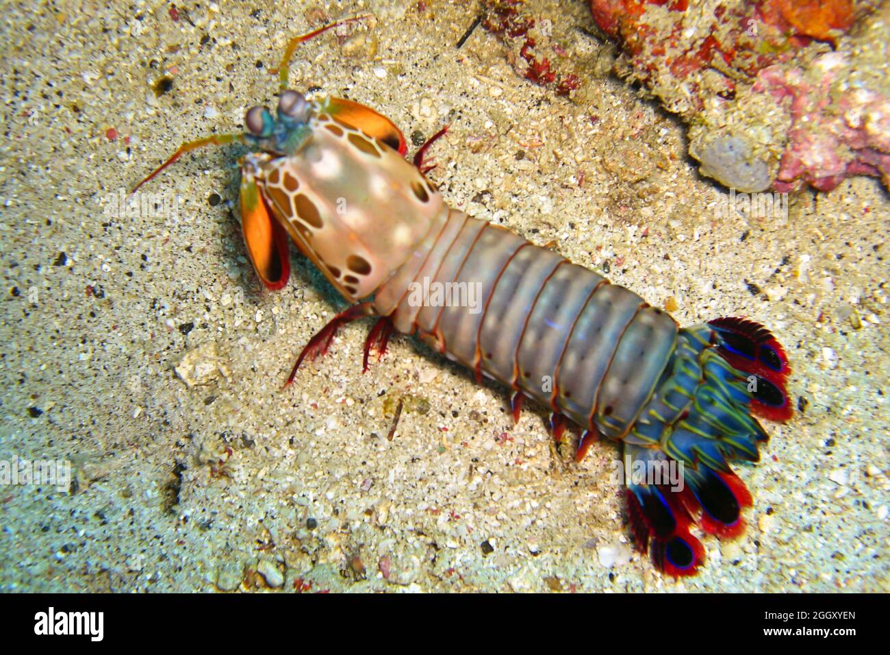 Mantis Shrimp (Odontodactylus Scyllarus) a terra nel mare filippino 12.11.2011 Foto Stock