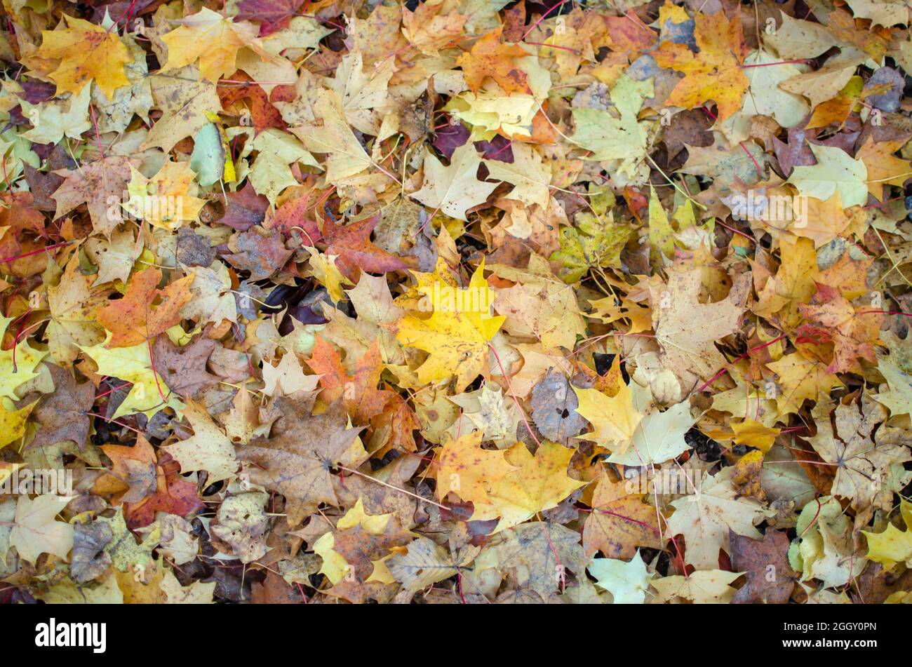 Foglie di acero giallo contro il cielo. Bellissimo sfondo autunno natura. Messa a fuoco selettiva Foto Stock