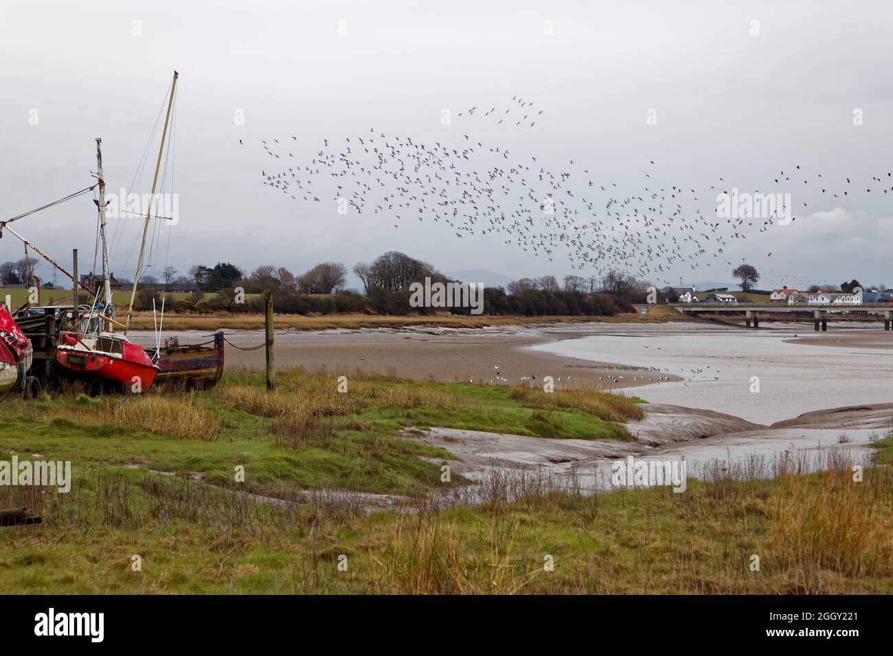Gli uccelli prendono il volo vicino a Skippool Creek sull'estuario del Wyre Foto Stock
