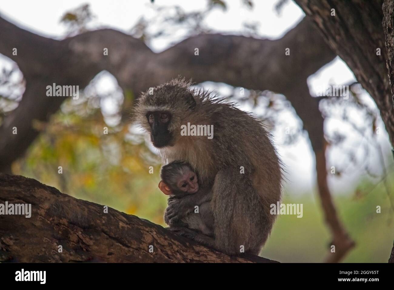 Wet Vervet Monkey Cercopithecus aethiops con bambino 13759 Foto Stock