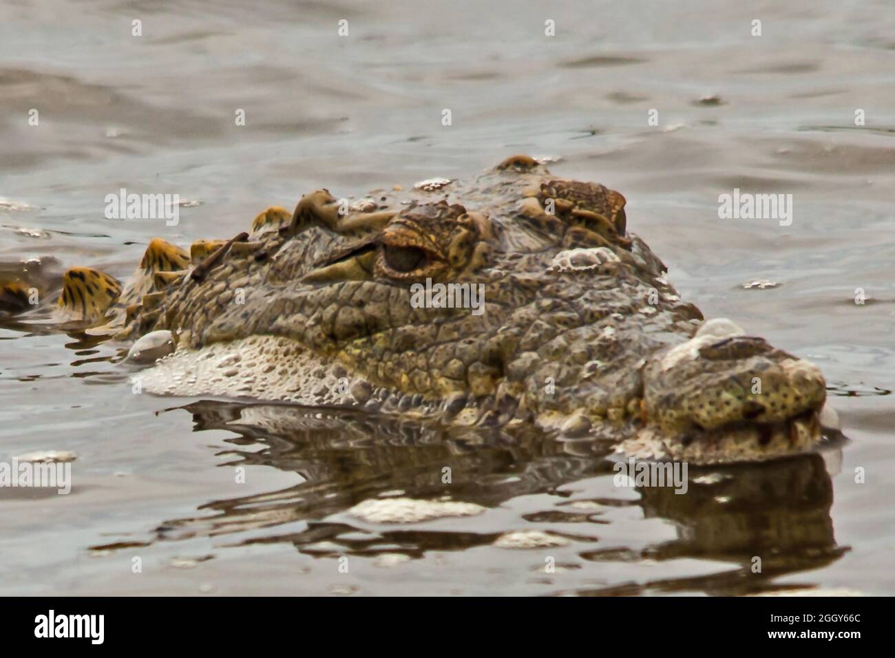 Nilo coccodrillo Crocodilus niloticus 13778 2 Foto Stock