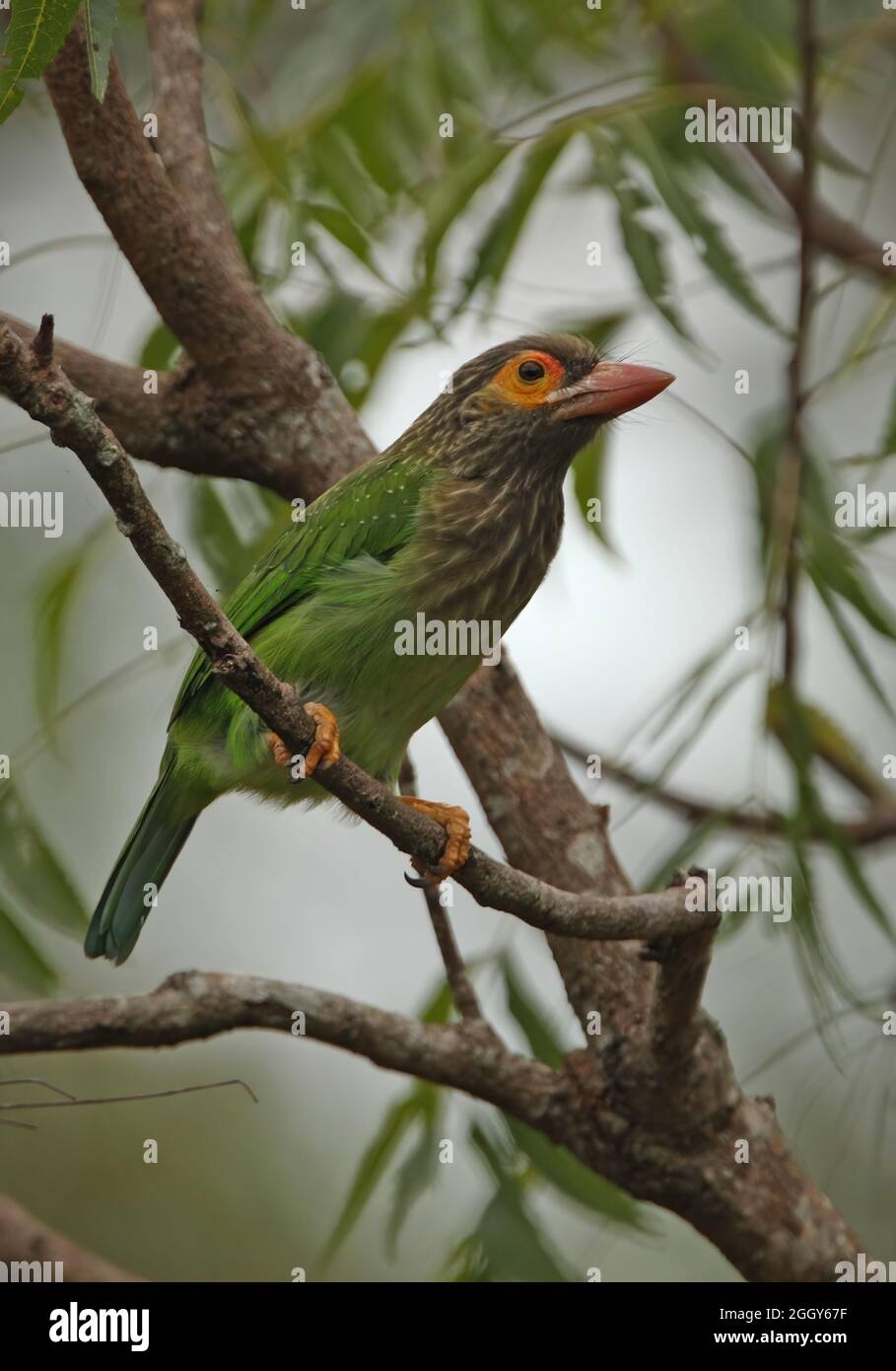 Barbet (Psilopogon zeylanicus zeylanicus) adulto arroccato sul ramo Sri Lanka Dicembre Foto Stock