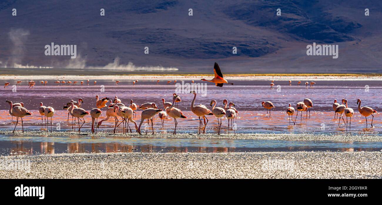 Gruppo di Flamingos a Laguna Colorada , Bolivia Foto Stock