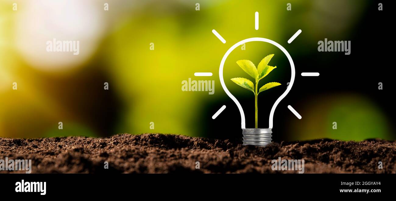 Lampadina con pianta crescente. Ambiente ecologico e sostenibile Foto Stock