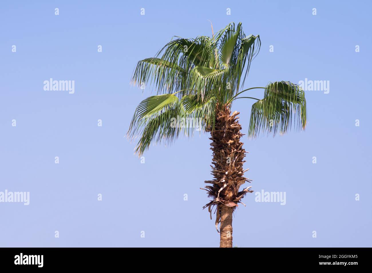 Una palma contro il cielo blu Foto Stock