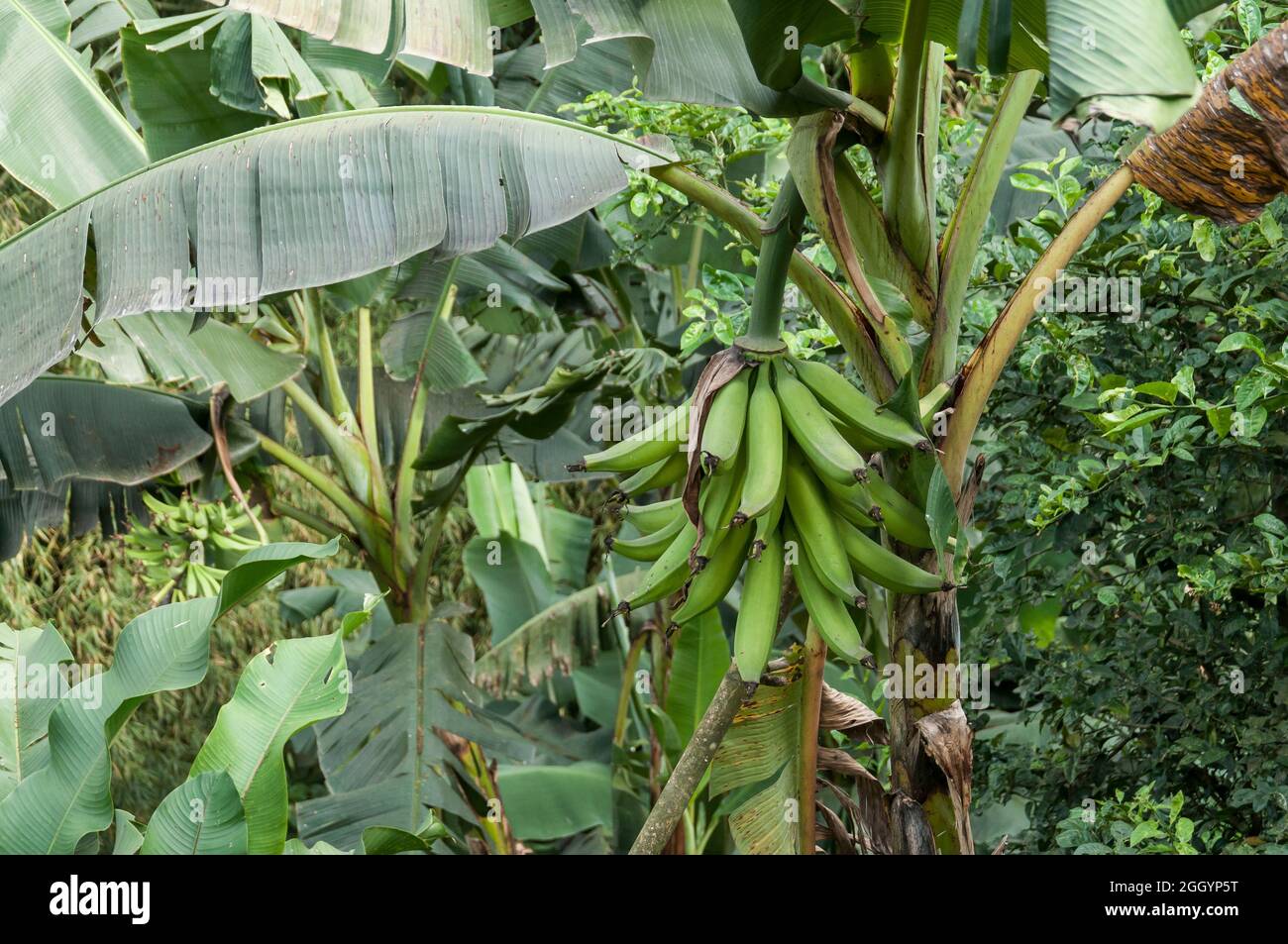 Mazzo di banane verdi in banana tree. Foto Stock