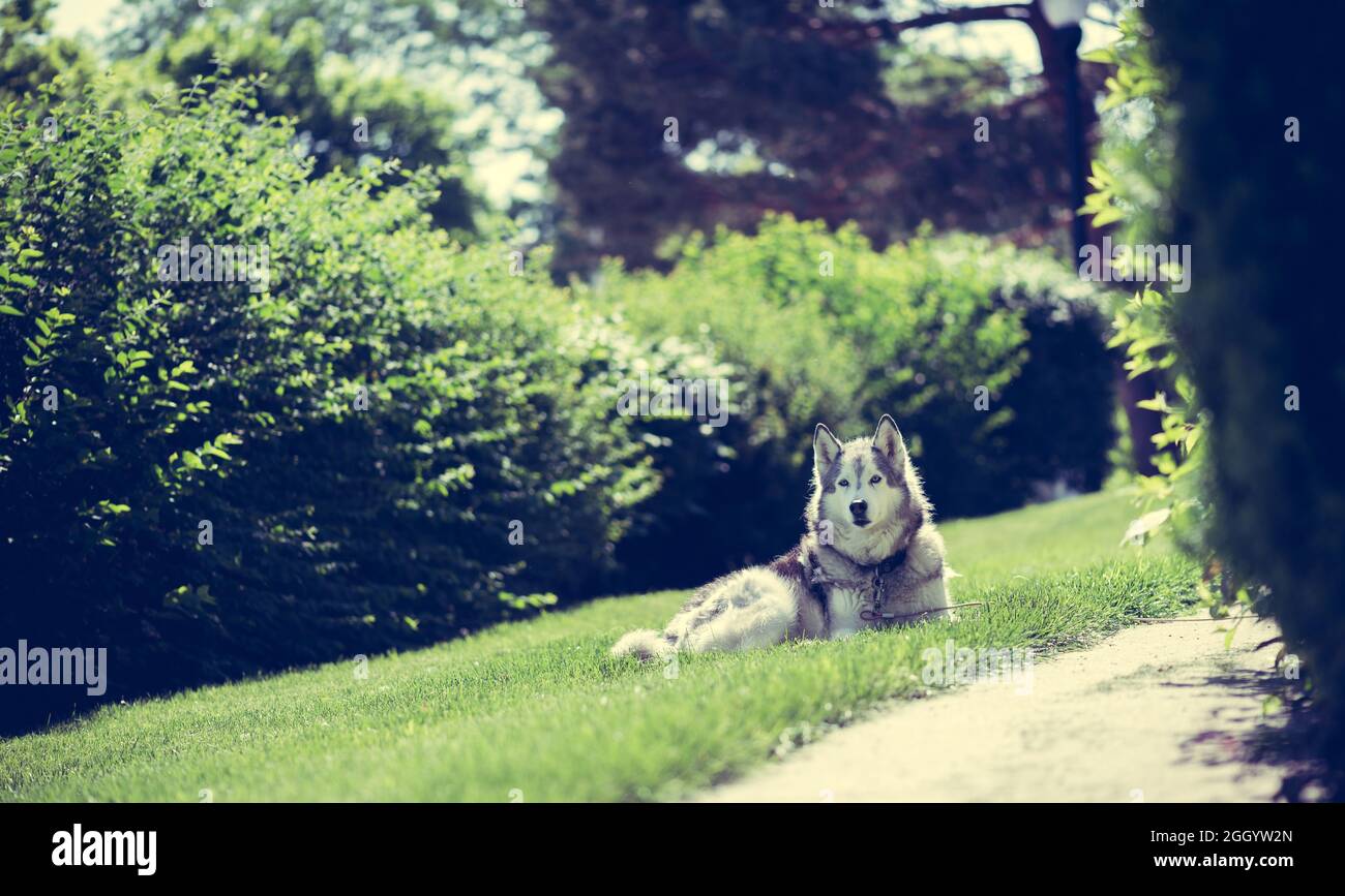 Ritratto di un cane Husky adagiato su un'erba Foto Stock