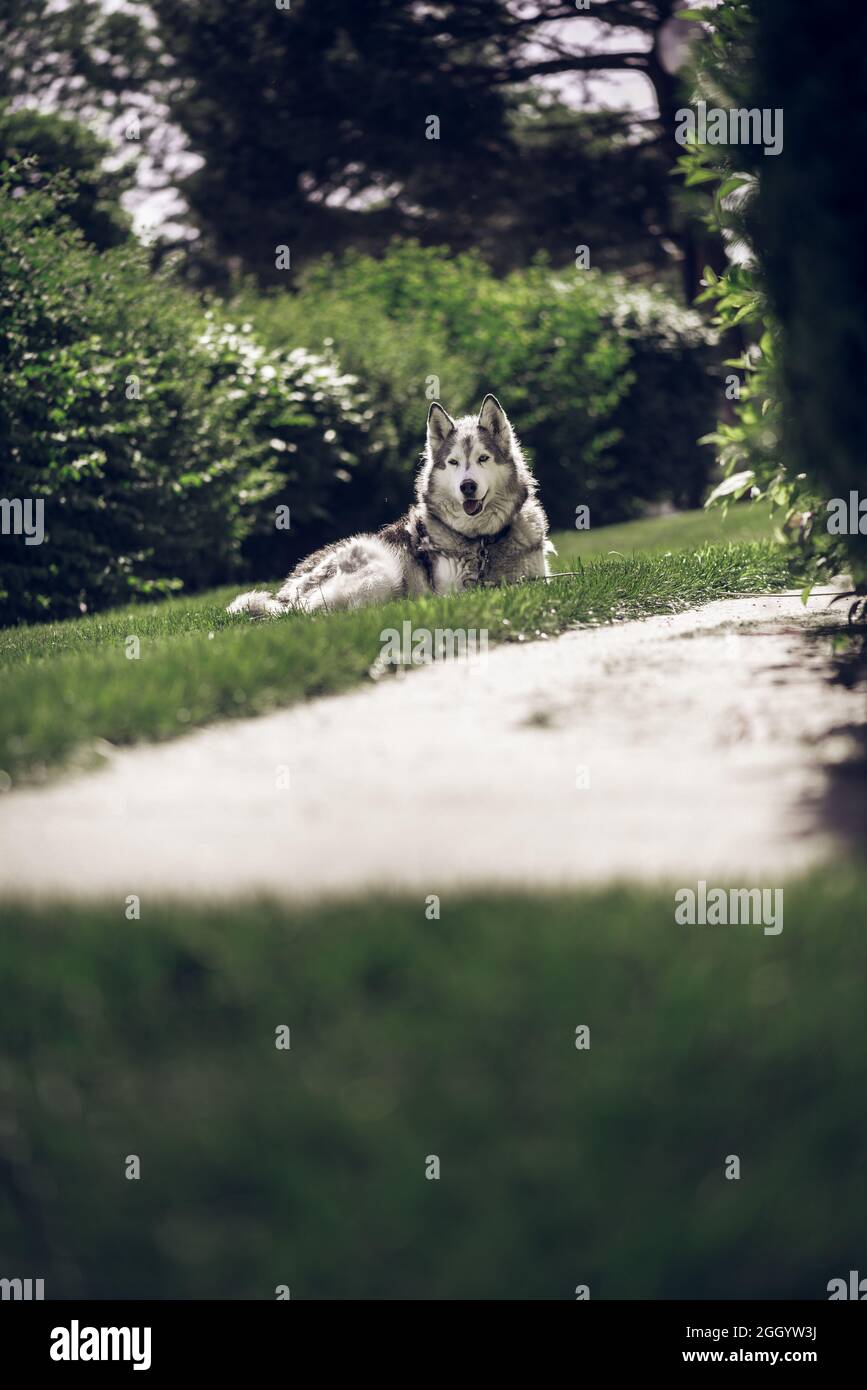 Ritratto di un cane Husky adagiato su un'erba Foto Stock