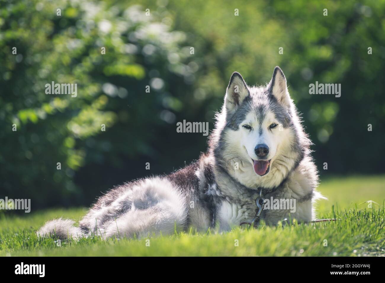 Ritratto di un cane Husky adagiato su un'erba Foto Stock