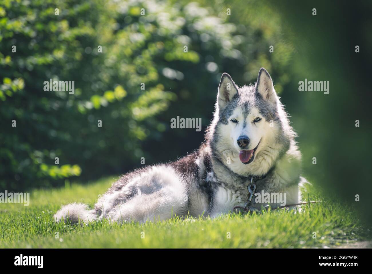Ritratto di un cane Husky adagiato su un'erba Foto Stock