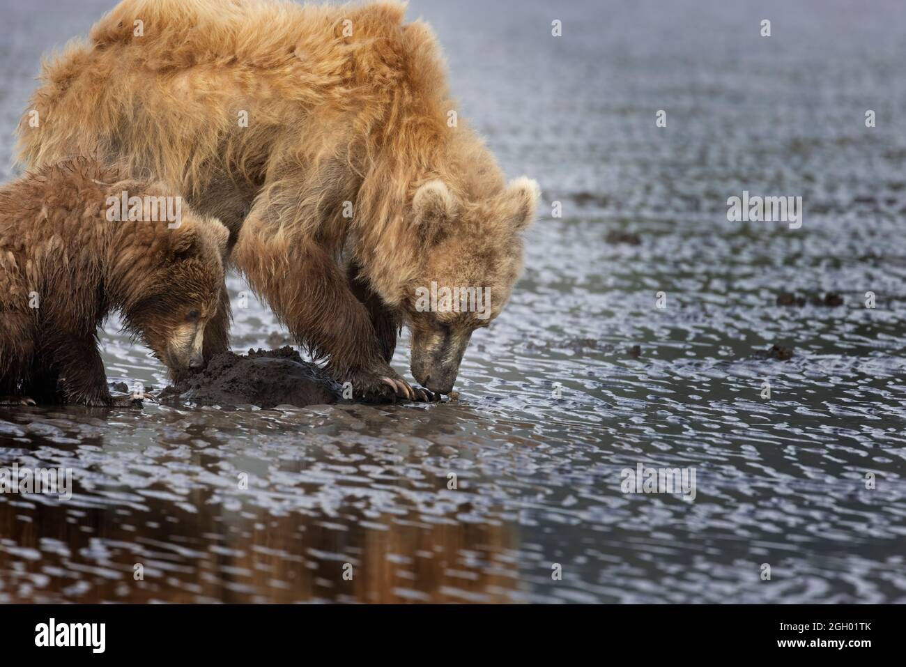 Gli orsi bruni costieri scavando per le vongole e navigando in sedge; il lago Clark, Alaska, Stati Uniti Foto Stock