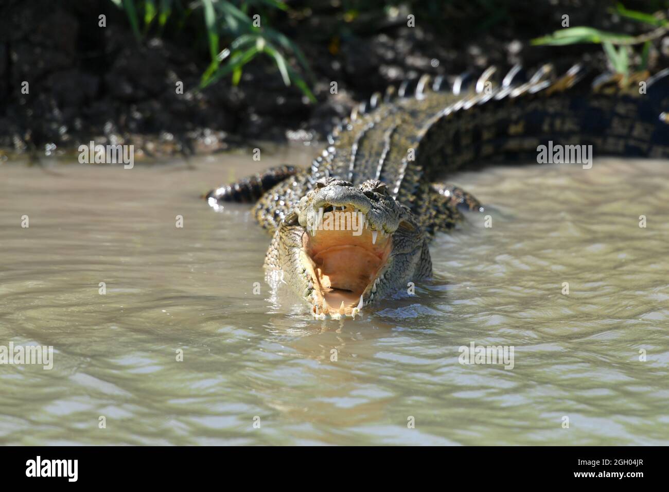Coccodrillo d'acqua salata (Crocodylus porosus) che gaping con gancio di pesce in bocca a Mary River Wetlands, Corroboree Billabong Northern Territory Australia. Foto Stock