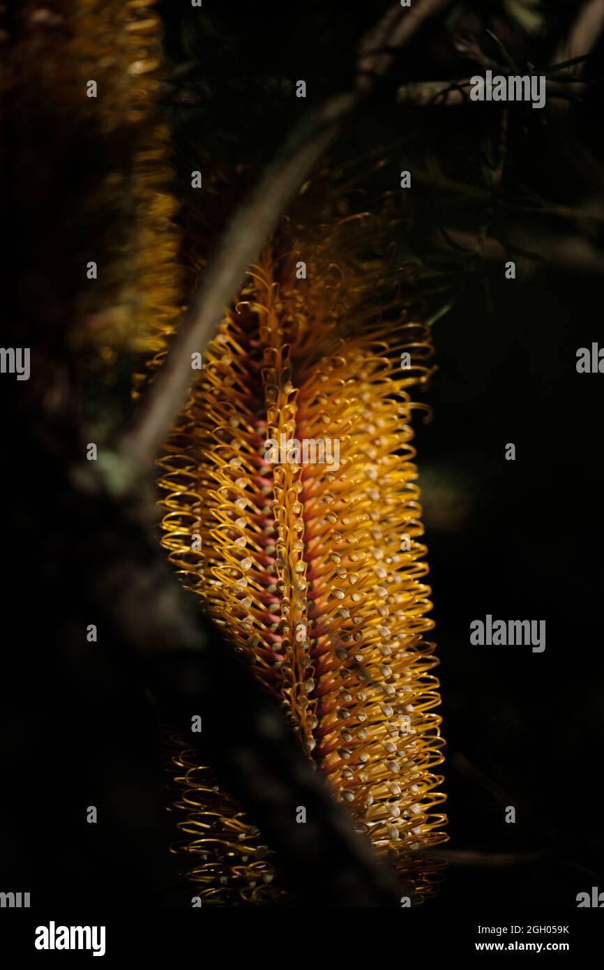 Immagine macro di un fiore Banksia Foto Stock