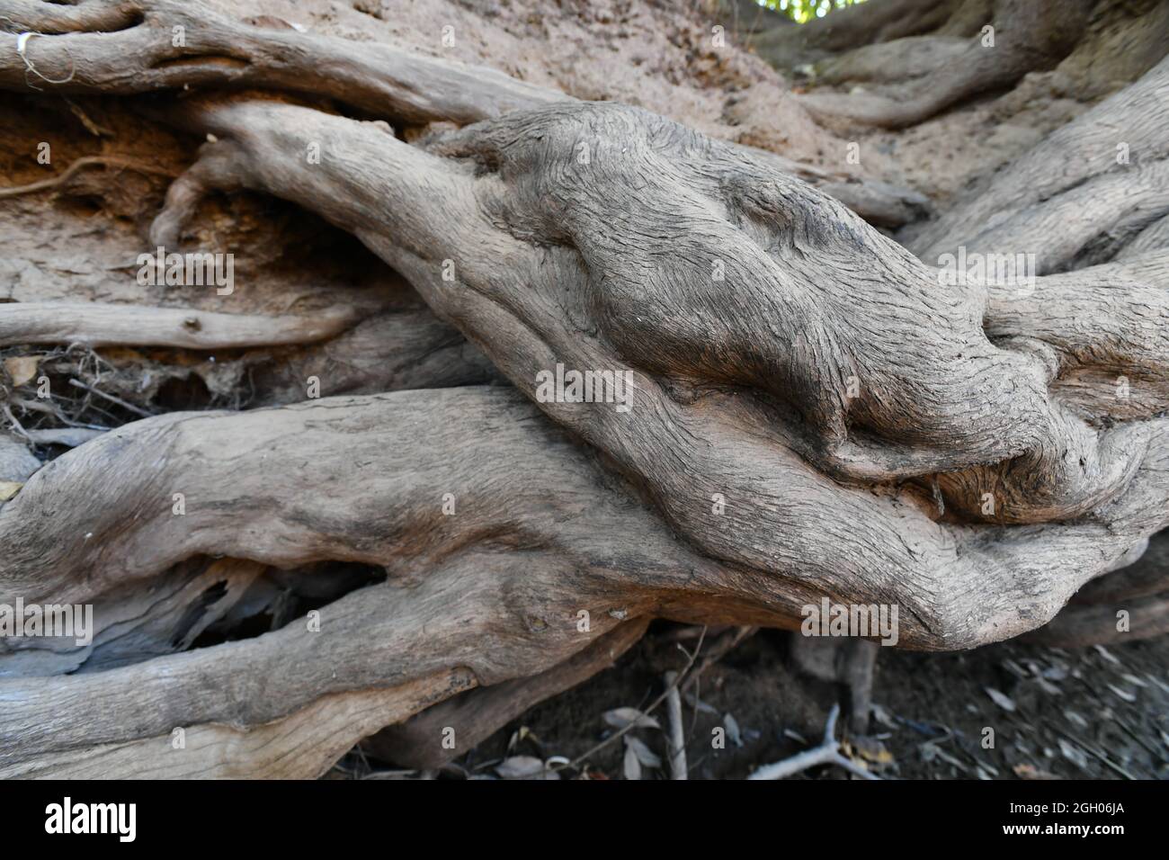 Colossale albero radici visto crescere lateralmente lungo McKinlay River Creek letto, nel territorio del Nord dell'Australia. Foto Stock