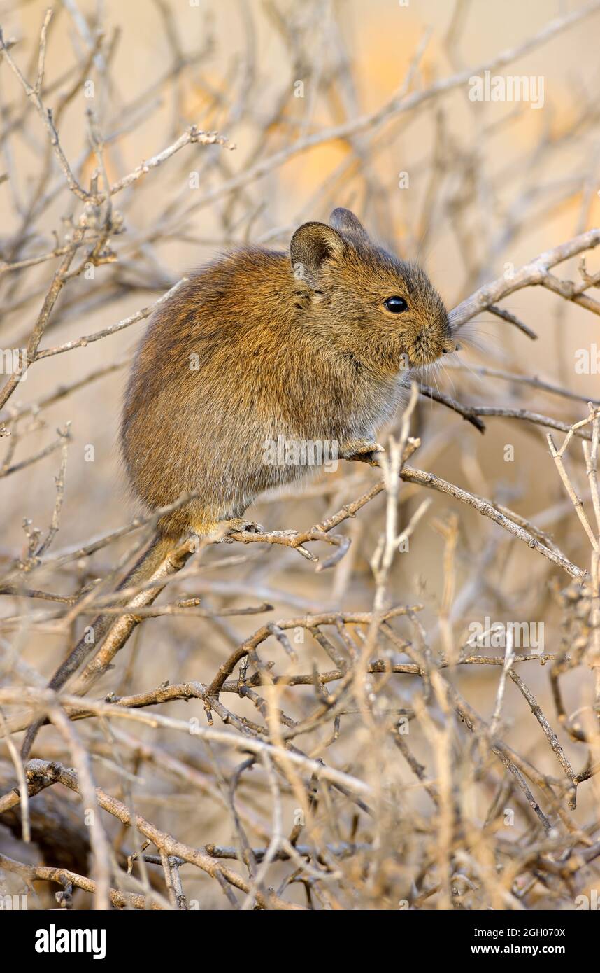 Un ratto di cespuglio di Karoo (Otomys unisulcatus) in habitat naturale, Sudafrica Foto Stock