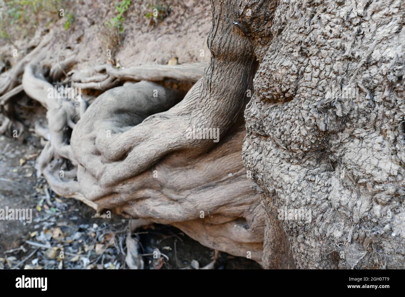 Colossale albero radici visto crescere lateralmente lungo McKinlay River Creek letto, nel territorio del Nord dell'Australia. Foto Stock