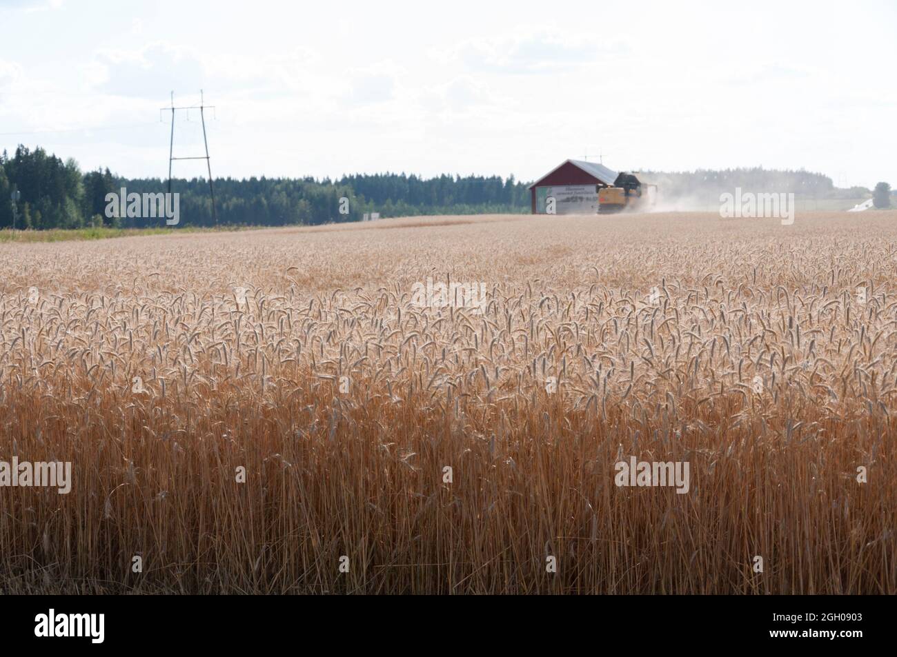Unire un campo di Rye in Finlandia Foto Stock