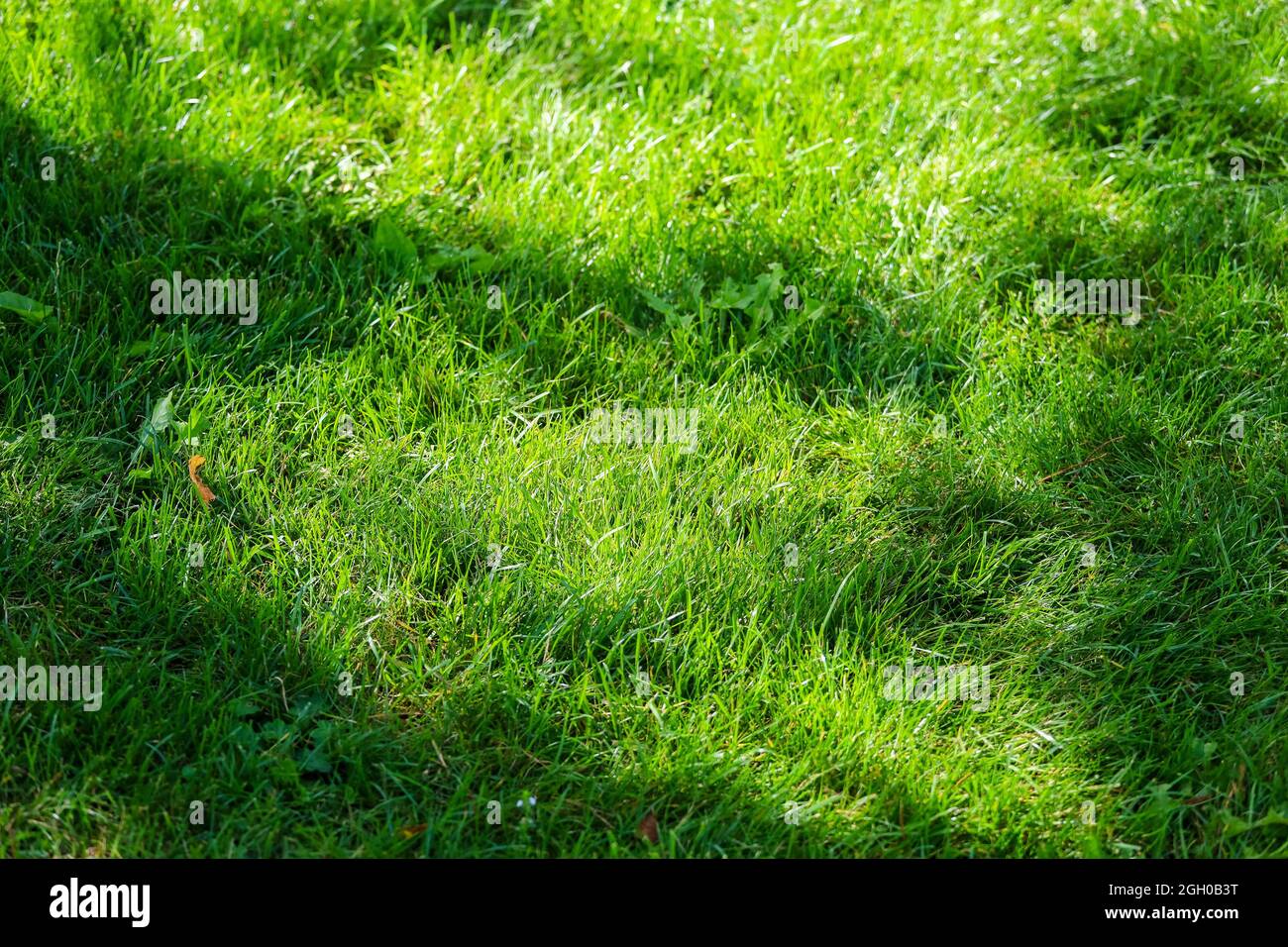 Vista dall'alto dell'alta e soffice erba sul campo da golf. Foto di alta qualità Foto Stock