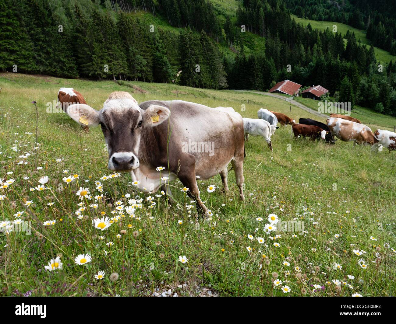 Bestiame grigio tirolese che pascolano su un pascolo montano stagionale nelle Alpi della regione di Pongau in Austria Foto Stock
