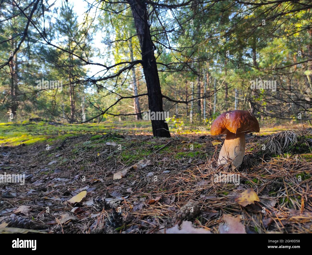 Il grande fungo cep cresce nella foresta di conifere. Porcini reali cibo in natura. Boleto che cresce in legno selvatico Foto Stock