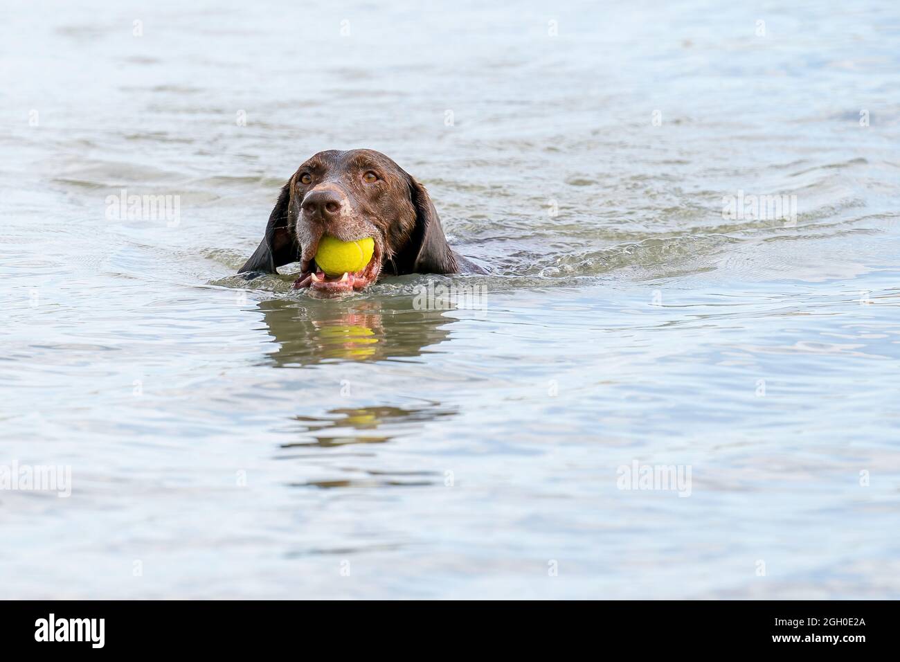 Puntatore tedesco a capelli corti dettagliato. Il cane nuota nel lago blu con una palla da tennis gialla in bocca. Durante una giornata estiva Foto Stock