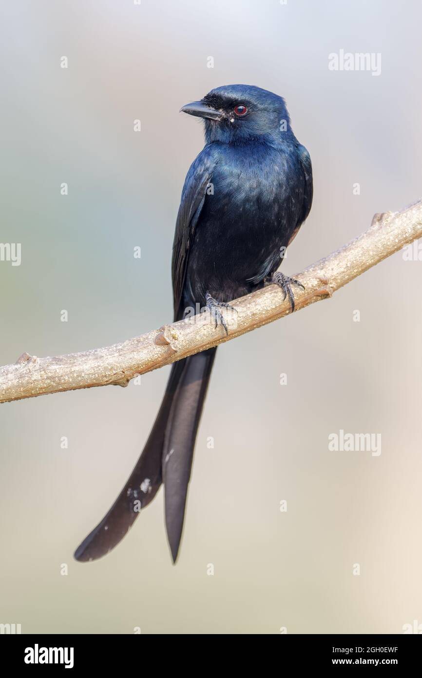 Drongo nero Foto Stock