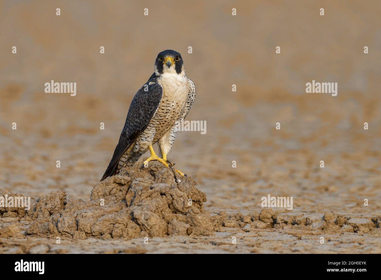 Falco peregrino selvatico Foto Stock