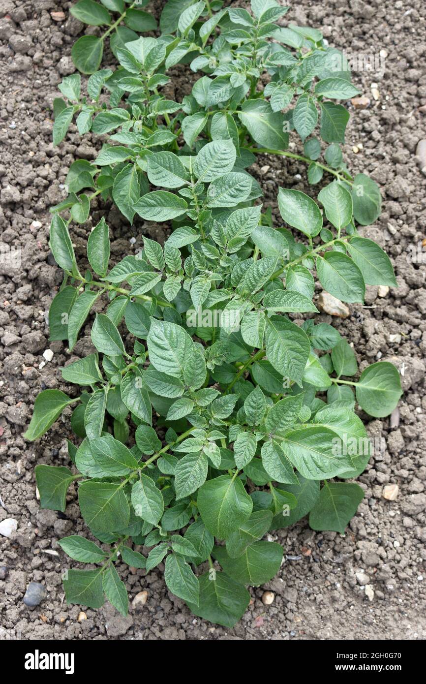 Fila di patate, Solanum tuberosum di varietà sconosciuta, coltivato in un orto con un terreno libero erboso ben coltivato come sfondo. Foto Stock