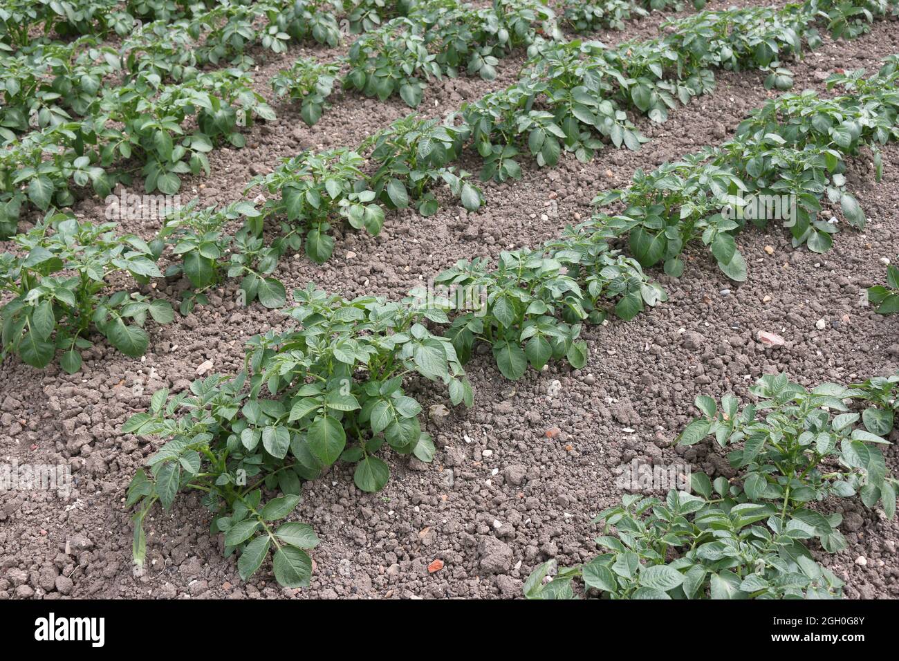 Filari di patate, Solanum tuberosum di varietà sconosciuta, coltivati in un orto con un terreno libero erboso ben coltivato come sfondo. Foto Stock