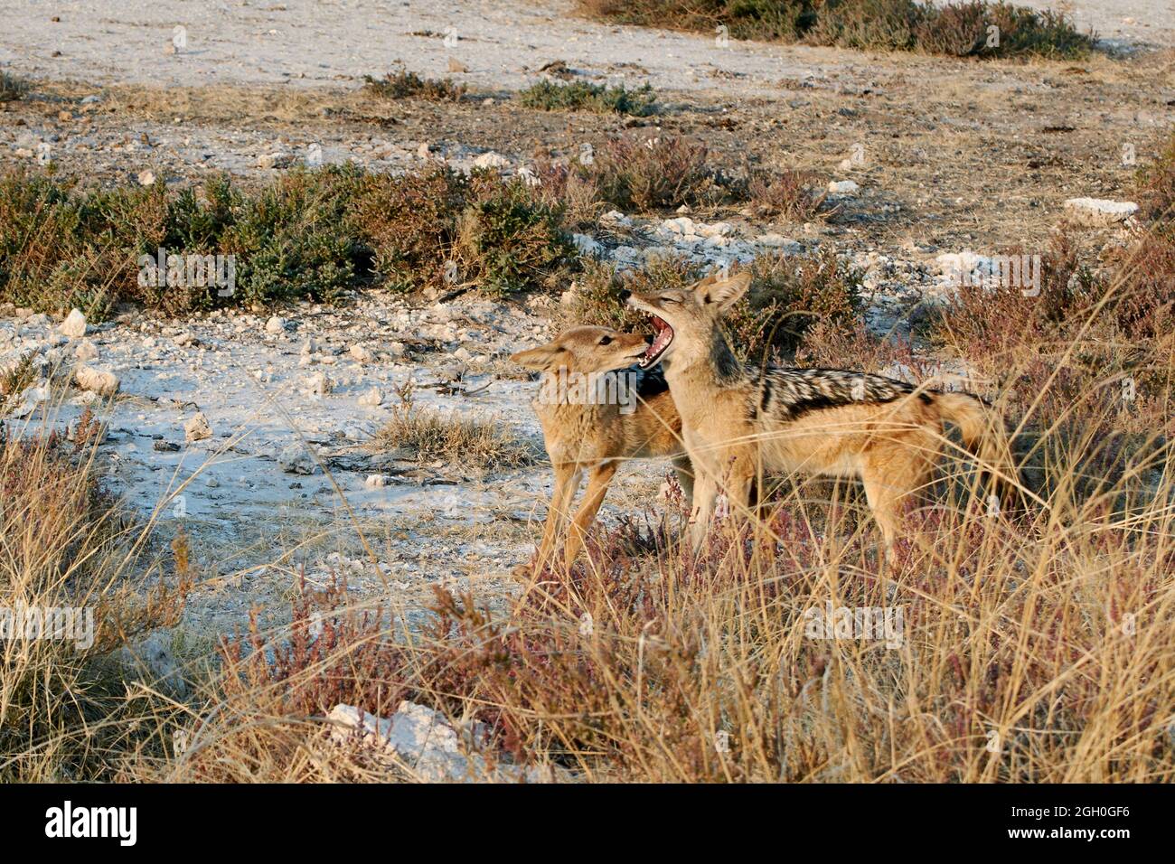 Fauna selvatica girato di due jackal con retro nero (Lupulella mesomelas) durante il safari in Namibia Savannah a Etosha, Namibia. Foto Stock