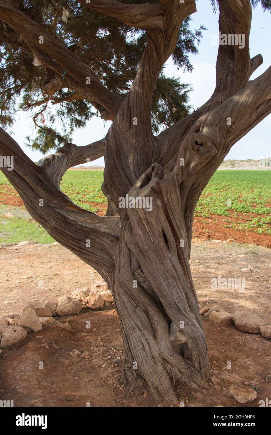 La vista della corteccia dell'albero d'amore a Capo Greco, Cipro. Foto Stock