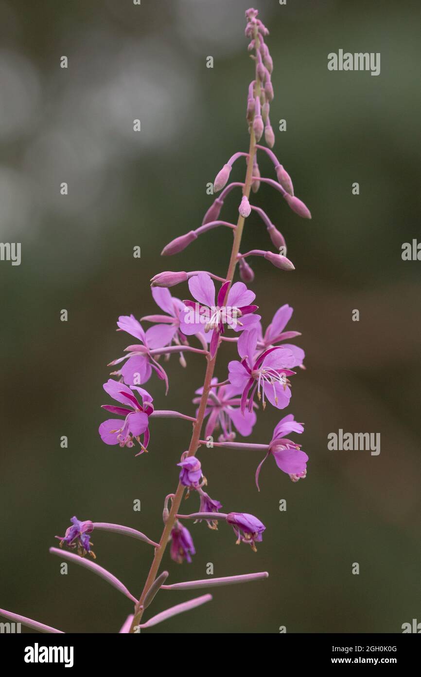 Punta di fiore dal rosebay willowherb (Chamaenerion angustifolium) che cresce all'interno del bosco di Cavenham Heath in Suffolk Foto Stock